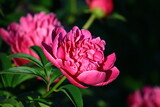 Fototapeta Kwiaty - Różowe kwiaty piwonii w ogrodzie