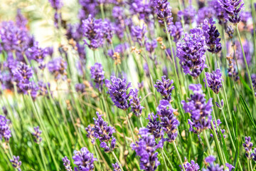 Wall Mural - Summy summer purple lavender field