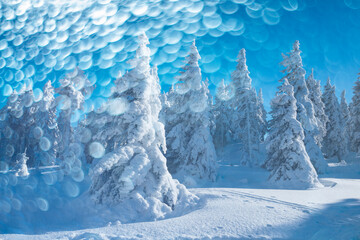 Wall Mural - snow covered forest in winter