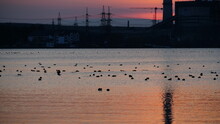 Lots Of Birds Swimming In The Lake During The Golden Hour Of Sunset. Ducks And Water Birds Overwinter On The Pond Or River During Sunset.