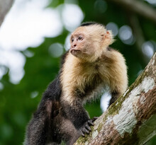 White Faced Capuchin Monkey In The Jungle