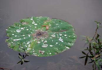 Close look of a single lily pad leaf with rain drops