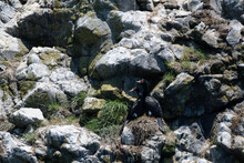 Pair Of Red-faced Cormorants Nesting