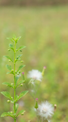 Wall Mural - Wild plants with a subtle blur background, suitable for use as wallpaper or graphic resources, quotes and others