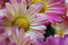 A Cascade Of Showy Pink Daisies Add A Vibrant Pop Of Color To The Evening Garden
