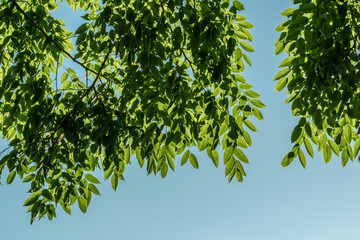 Poster - Pterocarpus indicus (Amboyna wood, Malay padauk, Papua New Guinea rosewood, Philippine mahogany, Andaman redwood, Burmese rosewood, narra and asana in the Philippines, angsana, or Pashu padauk)  Oahu