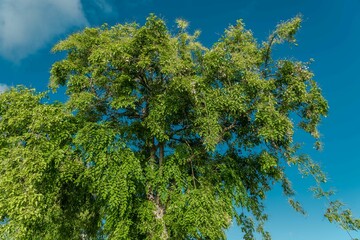 Poster - Tree plant in Magic Island, Ala Moana Regional Par, Honolulu Oahu Hawaii. Pterocarpus indicus , Amboyna wood, Malay padauk, Papua New Guinea rosewood, Philippine mahogany, Andaman redwood, 	Fabaceae