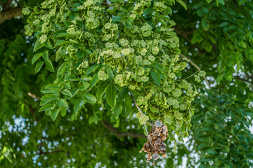 Wall Mural - Tree plant in Magic Island, Ala Moana Regional Par, Honolulu Oahu Hawaii. Pterocarpus indicus , Amboyna wood, Malay padauk, Papua New Guinea rosewood, Philippine mahogany, Andaman redwood, 	Fabaceae