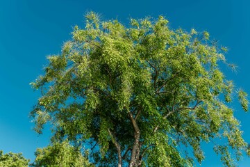 Sticker - Tree plant in Magic Island, Ala Moana Regional Par, Honolulu Oahu Hawaii. Pterocarpus indicus , Amboyna wood, Malay padauk, Papua New Guinea rosewood, Philippine mahogany, Andaman redwood, 	Fabaceae