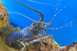 Spiny lobsters also known as langustas in aquarium