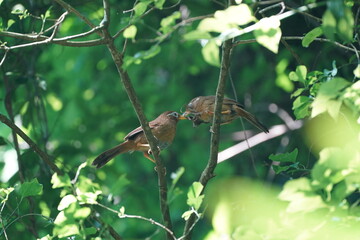 Poster - chinese hwamei on a branch