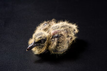 Turtledove Chick Isolated On Black Background