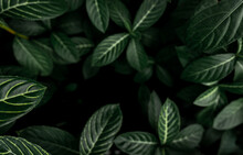 Green Leaves Texture Background. Dense Dark Green Leaves In Jungle. Nature Abstract Background. Plant In Tropical Forest. Exotic Plant In Garden. Organic Wallpaper. Foliage Pattern. Tropical Greenery.