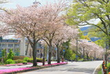 Fototapeta Sawanna - 沿道の桜並木
