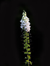 White Foxglove Flower Spike (Digitalis Purpurea) Against Dark Background With Developing Seed Heads