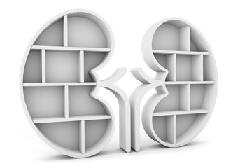 Poster - kidney shelf side view isolated on white background. Organ shelf. 3d rendering