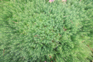 Wall Mural - texture moss top view macro