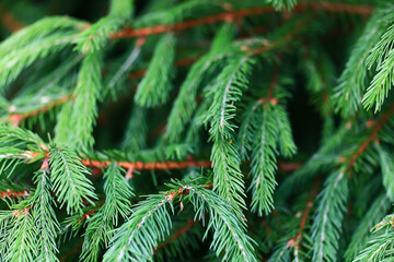 Wall Mural - green fresh fir branches seasonal background forest