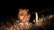 A mature male lion, nighttime photography