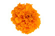 © ksena32 - orange marigolds isolated