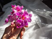 A Small Bouquet Of Purple Mini Orchids In Your Hand On A Black And White Background. Orchid Gift. Copy Space.