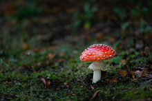 Close-up Image Of A Pretty Fly Agaric Mushroom In The Forest