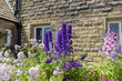 Tall delphinium and campanula flowering plants in a cottage garden.