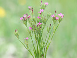 The Deptford pink or grass pink flowers on a meadow, Dianthus armeria