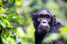 Adult Chimpanzee, Pan Troglodytes, In The Tropical Rainforest Of Kibale National Park, Western Uganda.