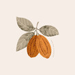 Chocolate cocoa beans botanical illustration. Colored textured cacao fruit with leaves. Vector illustration.