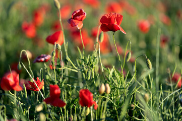 Wall Mural - Bright sunrise in the poppy field. Red poppies in the light of the setting sun. Rays of setting sun on a poppy field in summer. Rising sun over the red poppy field in summer. Breathtaking landscape.