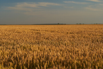 Wall Mural - Wheat ripening in the sun light