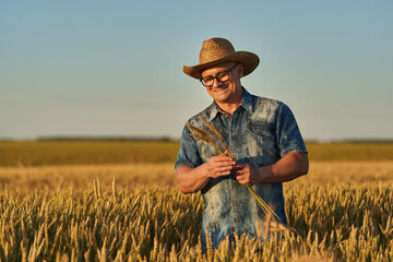 Wall Mural - Farmer at sunset in the wheat field at sunset