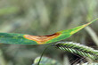 Leaf spot of rye, septoria leaf blotch, speckled leaf blotch of rye.  Mycosphaerella graminicola.