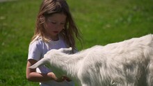 child feeds goat cabbage. little girl on farm feeds white goat out of her hands. person and asshole animal in summer on street. Pet care. goat chews cabbage and grass close-up. play have fun childhood