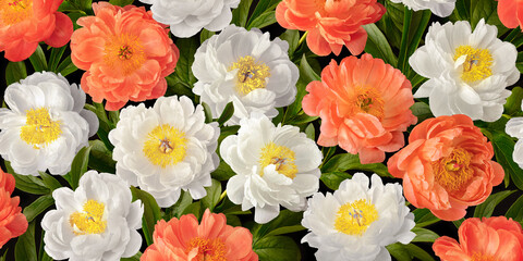 Wall Mural - bouquet of pink and white peonies. colorful floral background.