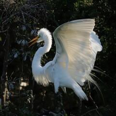 Sticker - Great White Egret Heron 