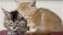 Maine Coon Kittens Sleep On Top Of Each Other