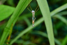 Close-up Of Praying Mantis Hanging On Grass Blade