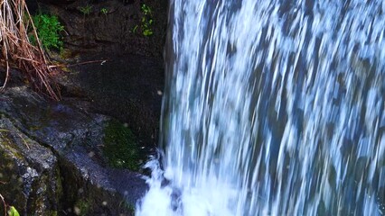 Wall Mural - Dipper (Cinclus cinclus) breeding behind a waterfall in Sierra de Guadarrama National Park. Madrid, Spain, Europe