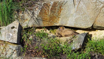 Wall Mural - Eagle Owl nest on a cliff with chicks. Sierra de Guadarrama National Park. Madrid, Spain, Europe