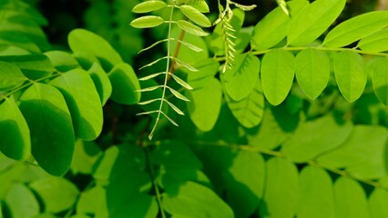 Acacia leaves in summer sunshine green beautiful leaves