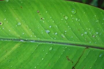 Wall Mural - green leaf with water drops