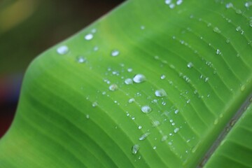 Wall Mural - leaf with water drops