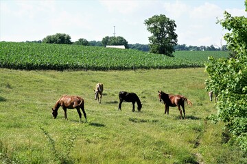 Sticker - horses grazing in a field