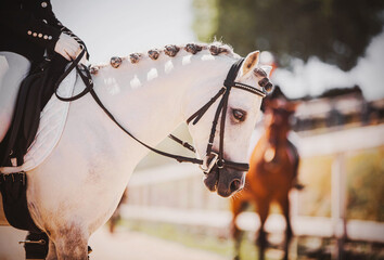 Portrait of a beautiful white horse with a braided mane and a rider in the saddle on a sunny summer day. Equestrian sports. Horse riding. Pony.