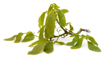 Canvas Print - Walnut branch with leaves.