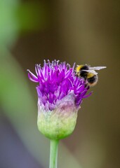 Sticker - A bumblebee on a flower bud.