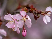 Closeup Of Cherry Blossoms On A Branch On A Blurred Background