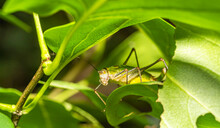 Macro Yellow-green Grasshopper Between The Leaves Of Flowers